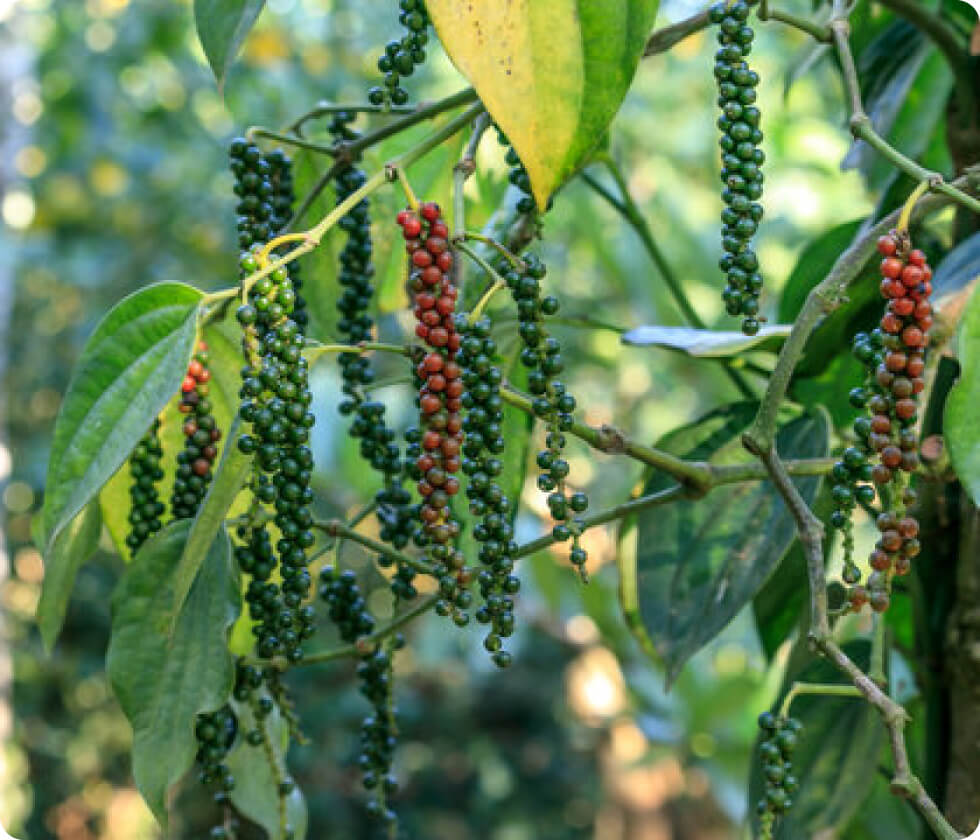 Pepper plant