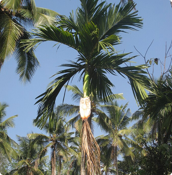 Arecanut palm